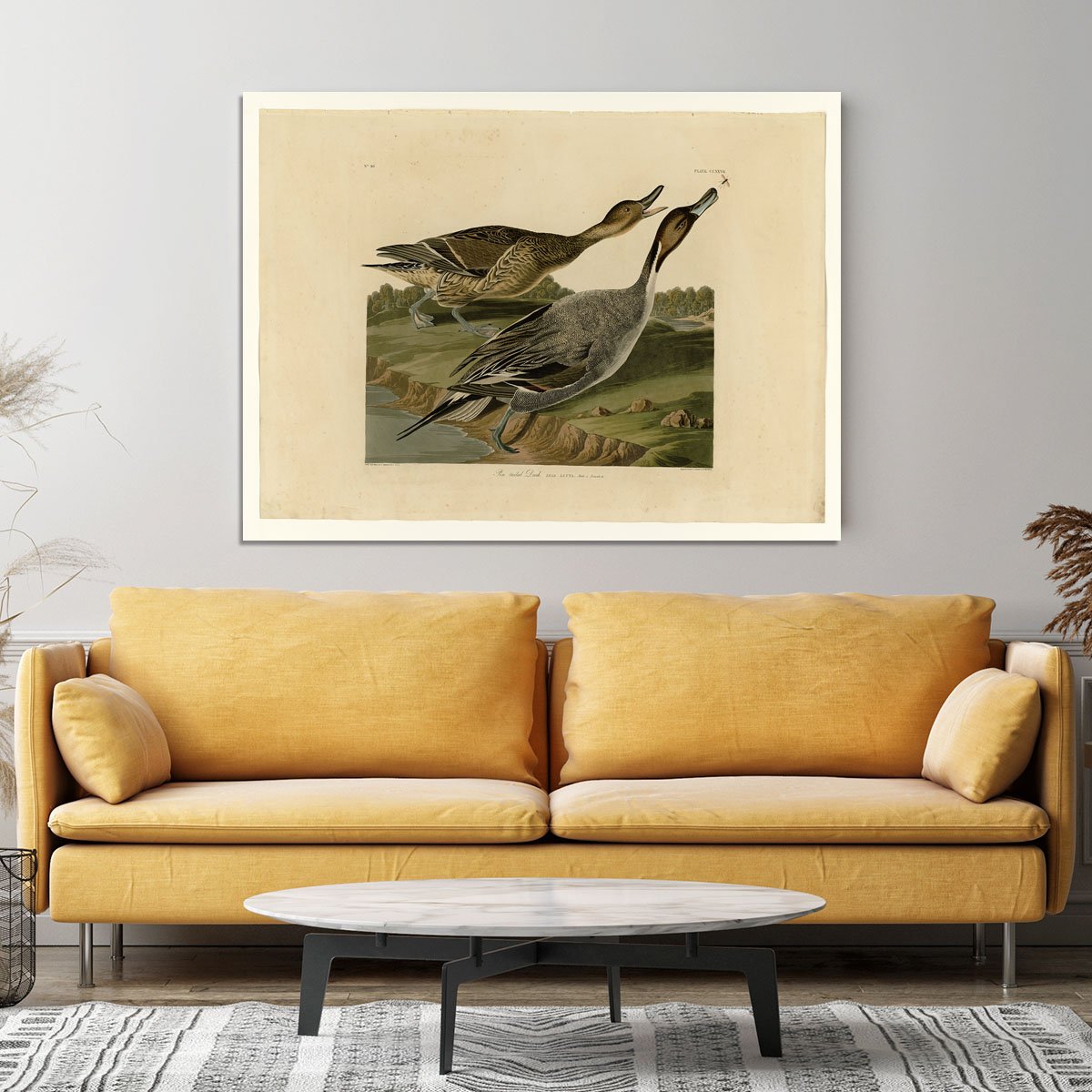 Pin tailed Duck by Audubon Canvas Print or Poster