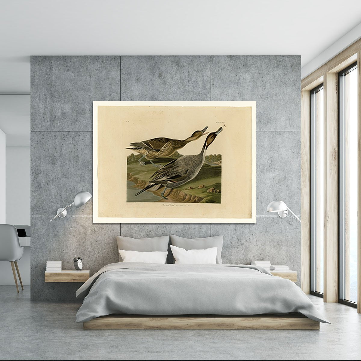 Pin tailed Duck by Audubon Canvas Print or Poster