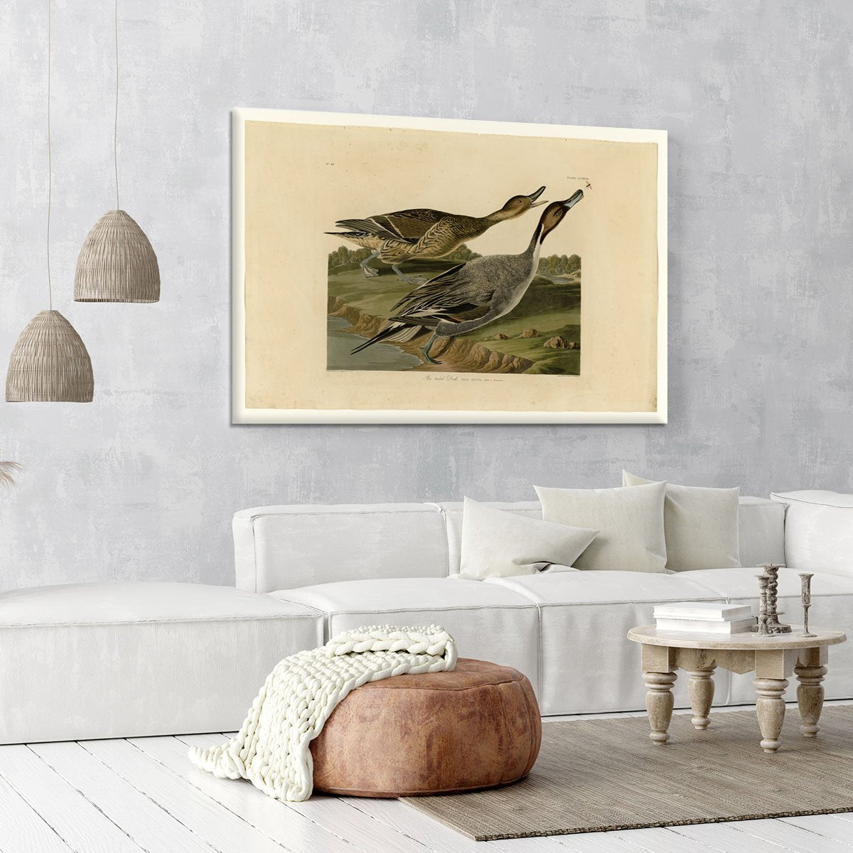 Pin tailed Duck by Audubon Canvas Print or Poster