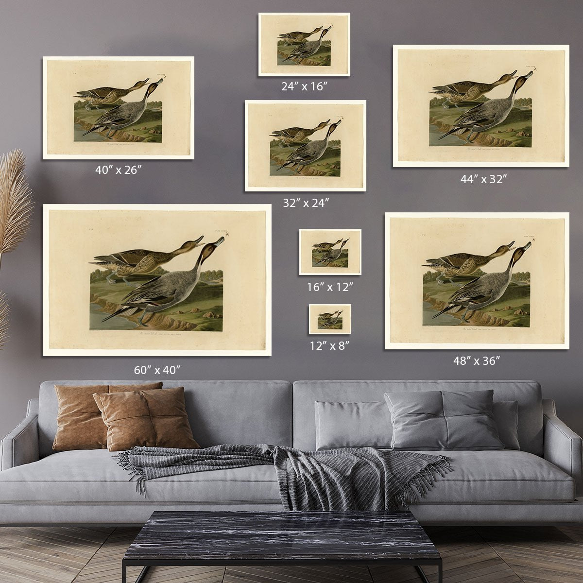 Pin tailed Duck by Audubon Canvas Print or Poster