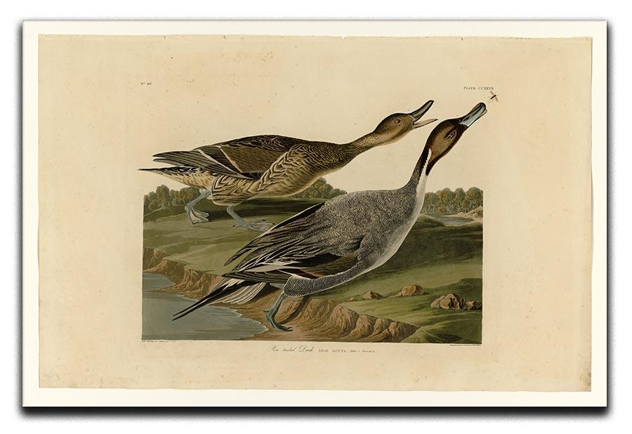 Pin tailed Duck by Audubon Canvas Print or Poster - Canvas Art Rocks - 1