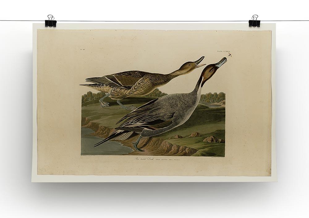 Pin tailed Duck by Audubon Canvas Print or Poster - Canvas Art Rocks - 2
