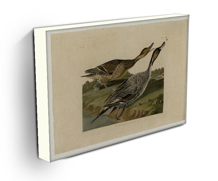 Pin tailed Duck by Audubon Canvas Print or Poster - Canvas Art Rocks - 3