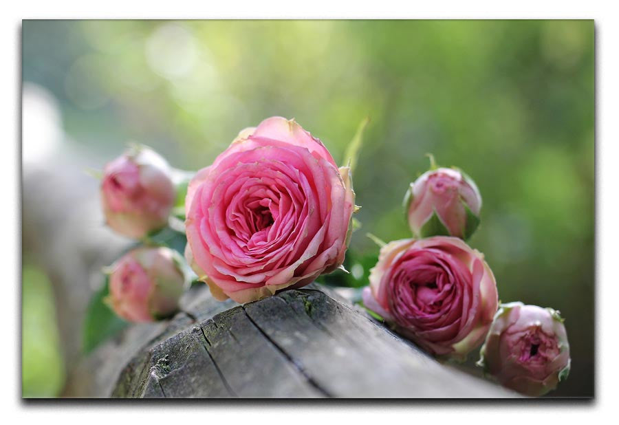 Pink Rose Print - Canvas Art Rocks - 1