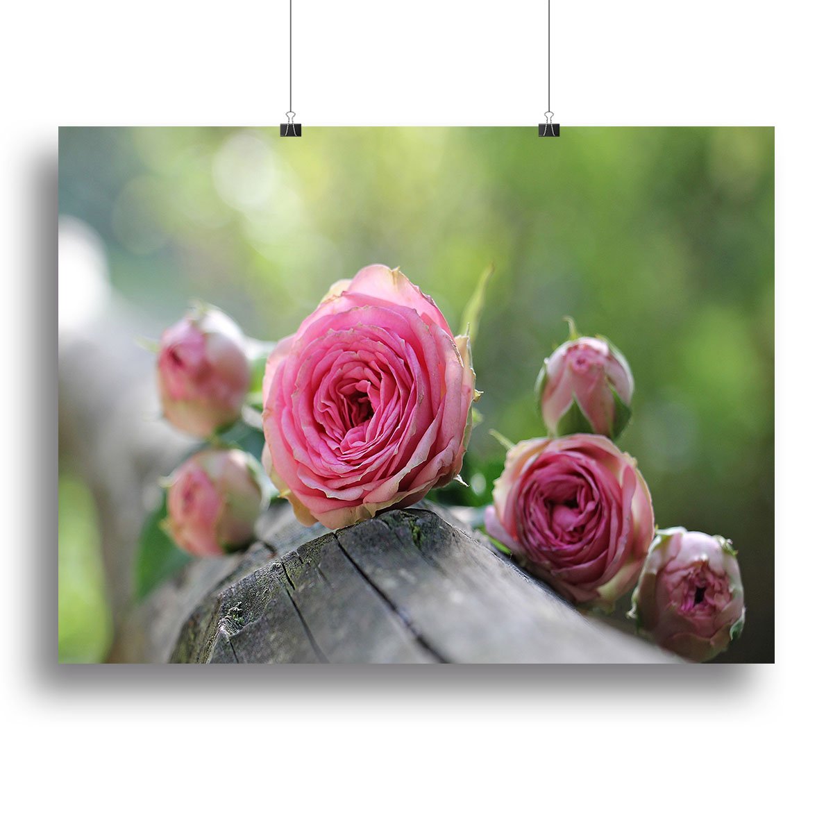 Pink Rose Canvas Print or Poster
