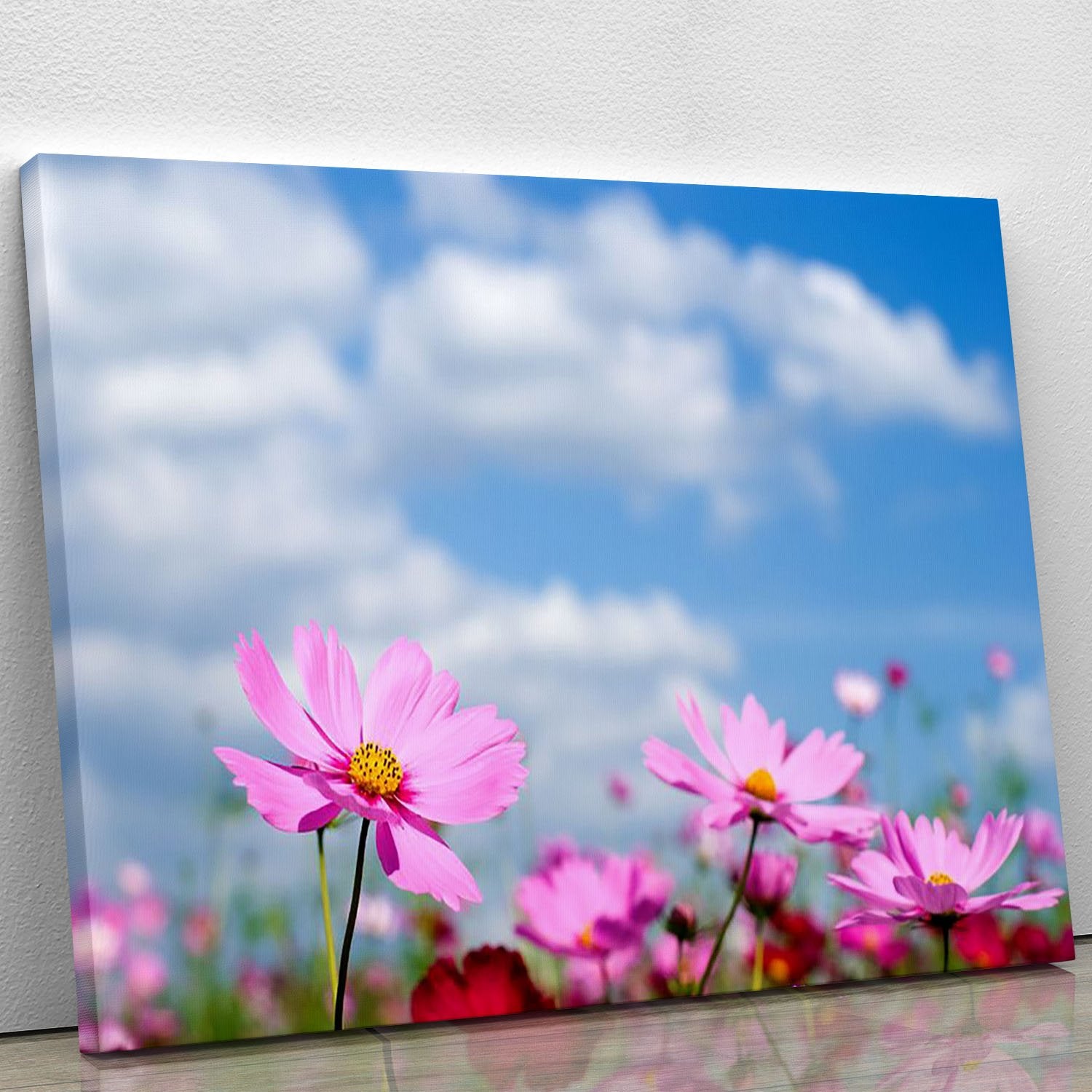 Pink cosmos field and sky Canvas Print or Poster