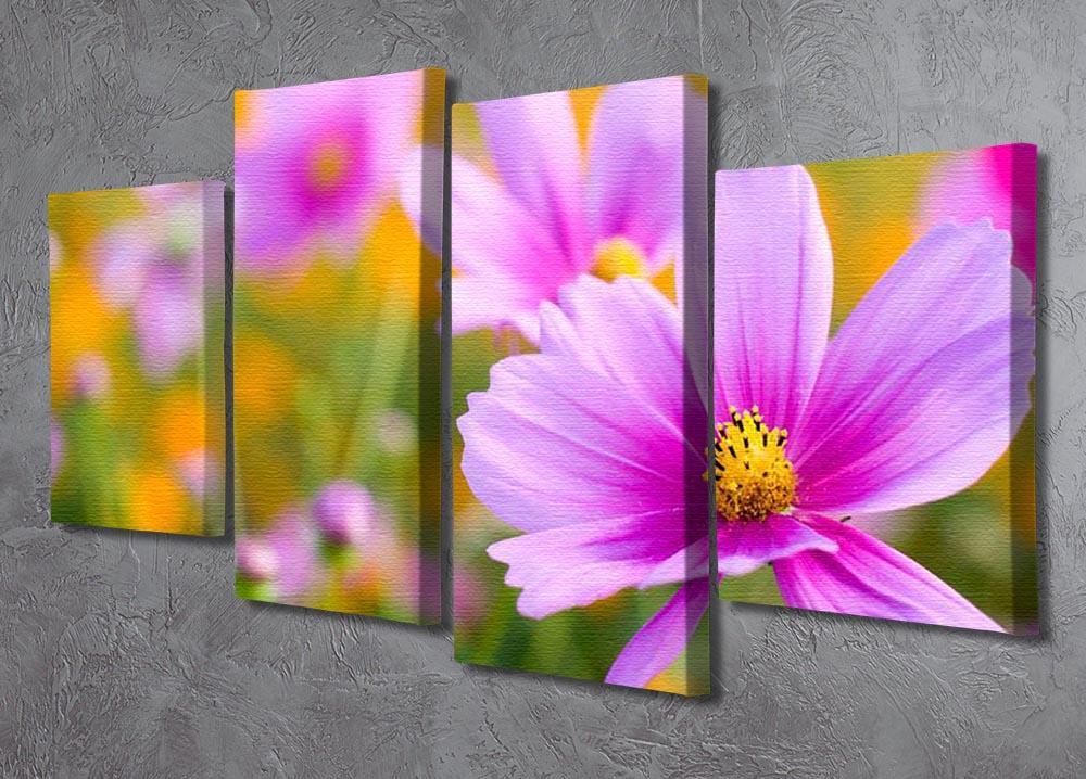 Pink cosmos in the flower fields 4 Split Panel Canvas  - Canvas Art Rocks - 2