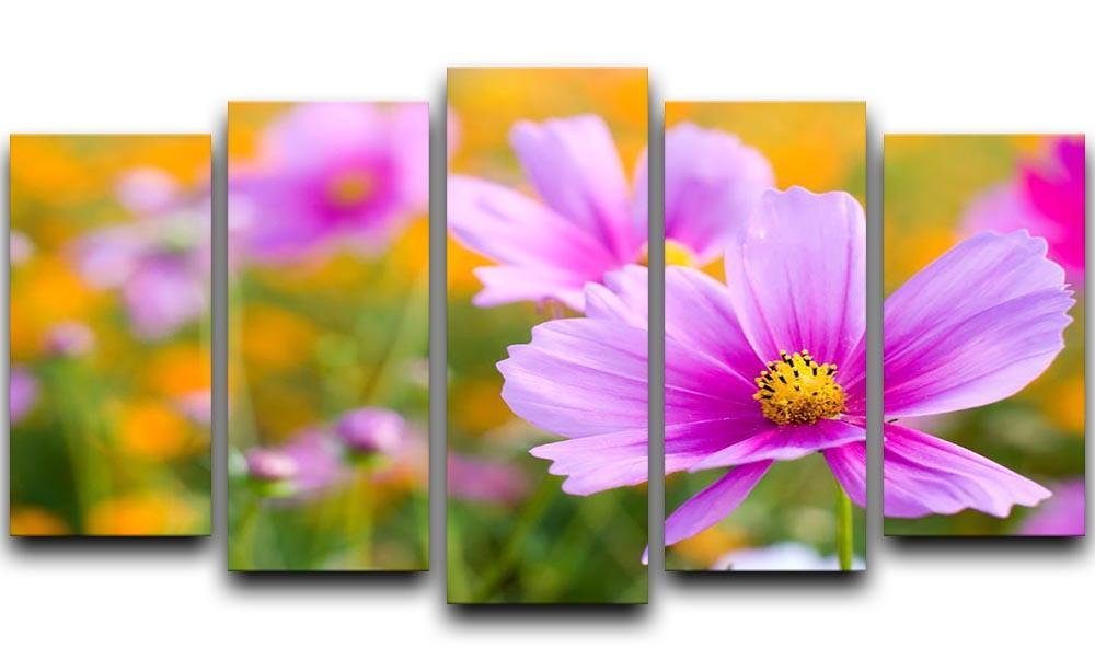 Pink cosmos in the flower fields 5 Split Panel Canvas  - Canvas Art Rocks - 1