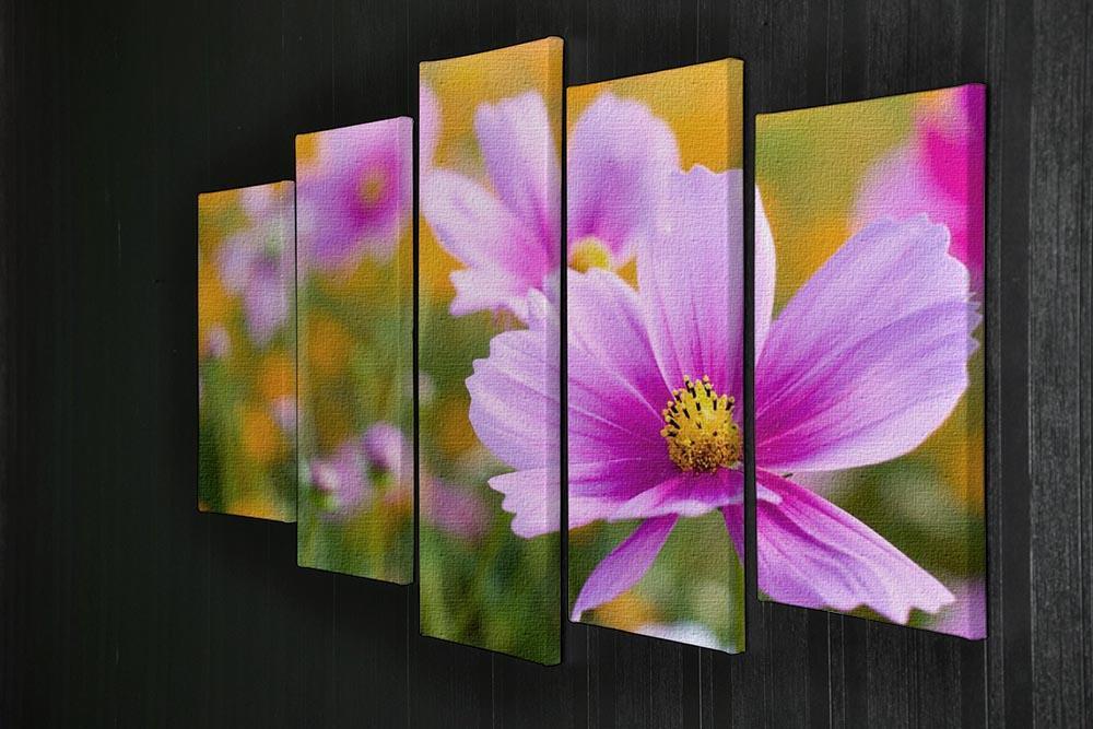 Pink cosmos in the flower fields 5 Split Panel Canvas  - Canvas Art Rocks - 2
