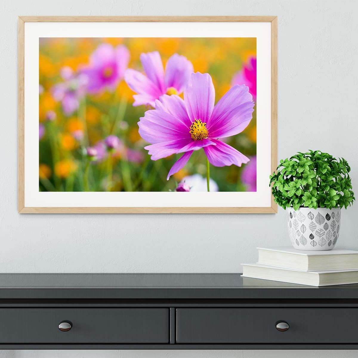 Pink cosmos in the flower fields Framed Print - Canvas Art Rocks - 3
