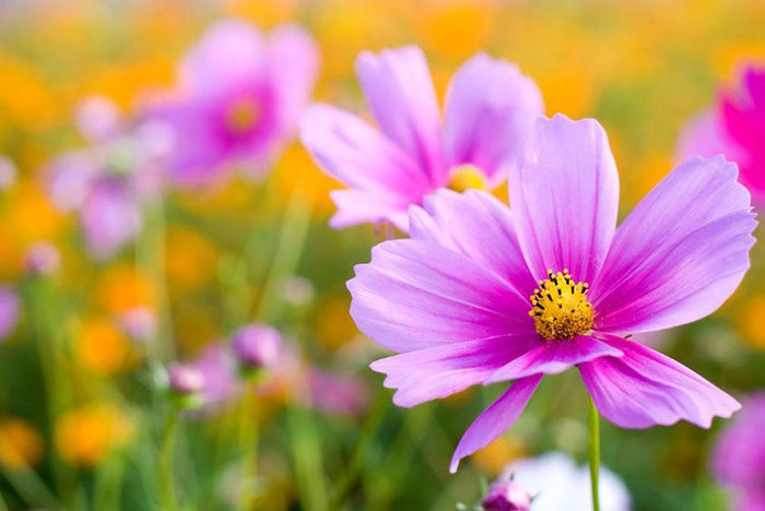 Pink cosmos in the flower fields Wall Mural Wallpaper