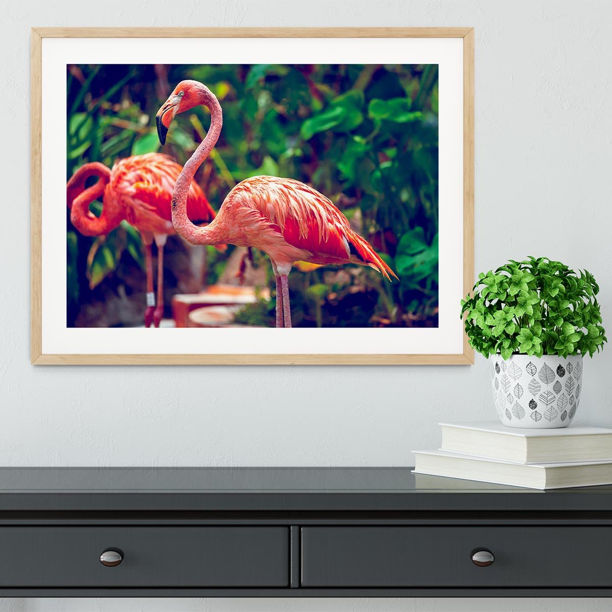 Pink flamingo close-up in Singapore zoo Framed Print - Canvas Art Rocks - 3
