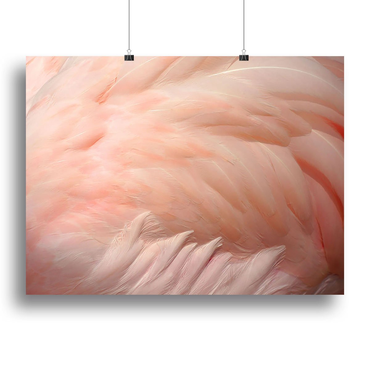Pink flamingo feathers Canvas Print or Poster