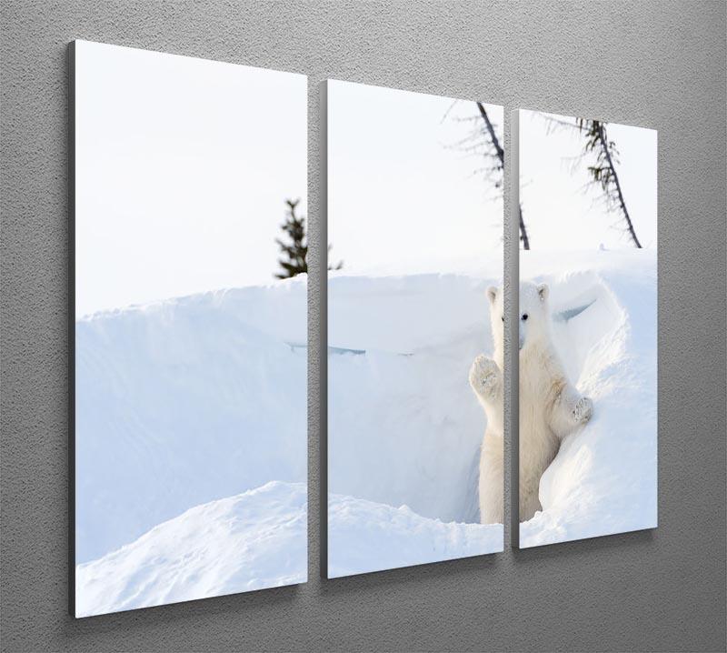 Polar bear Ursus maritimus cub coming out den 3 Split Panel Canvas Print - Canvas Art Rocks - 2