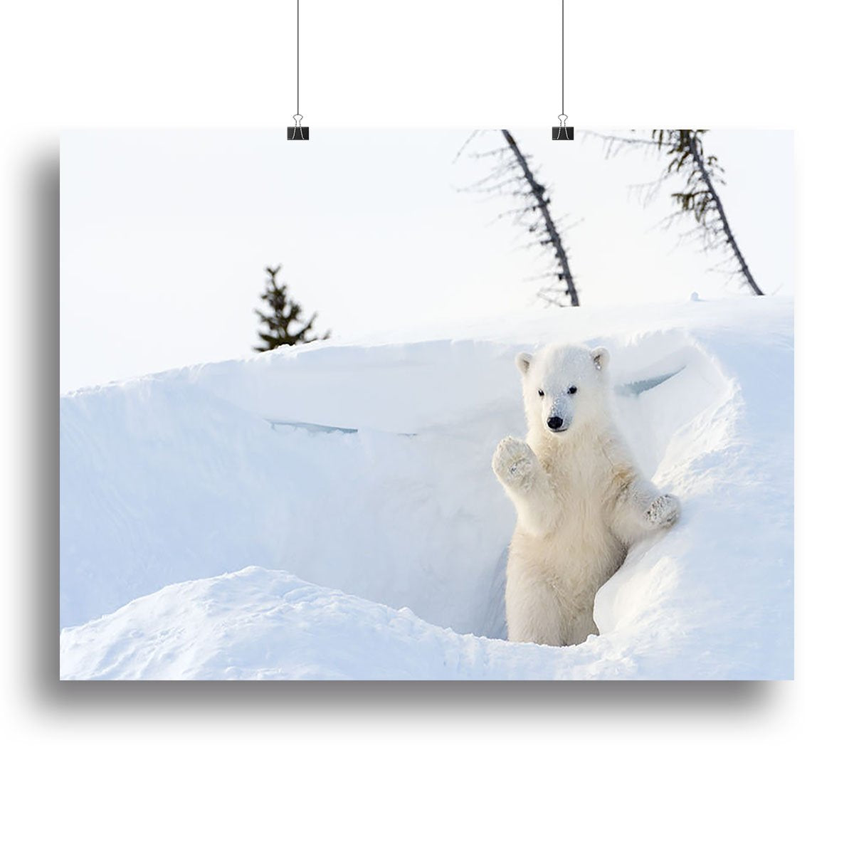 Polar bear Ursus maritimus cub coming out den Canvas Print or Poster