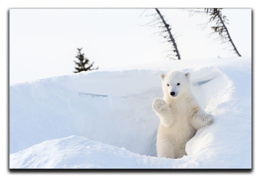 Polar bear Ursus maritimus cub coming out den Canvas Print or Poster - Canvas Art Rocks - 1