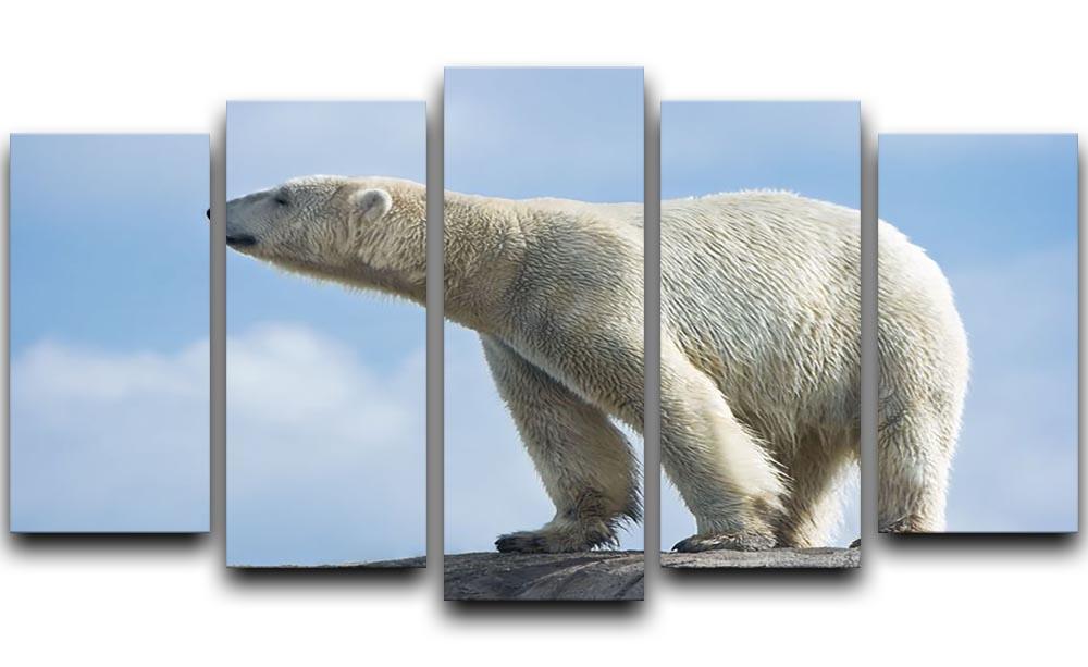 Polar bear walking on rocks 5 Split Panel Canvas - Canvas Art Rocks - 1