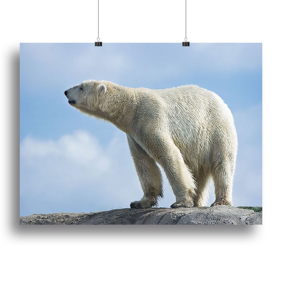 Polar bear walking on rocks Canvas Print or Poster