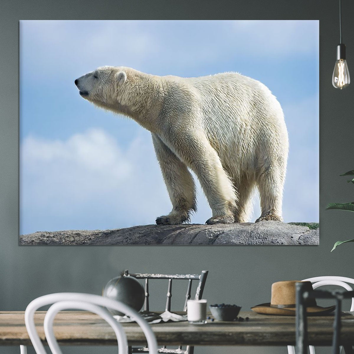 Polar bear walking on rocks Canvas Print or Poster