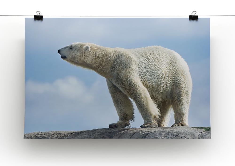Polar bear walking on rocks Canvas Print or Poster - Canvas Art Rocks - 2