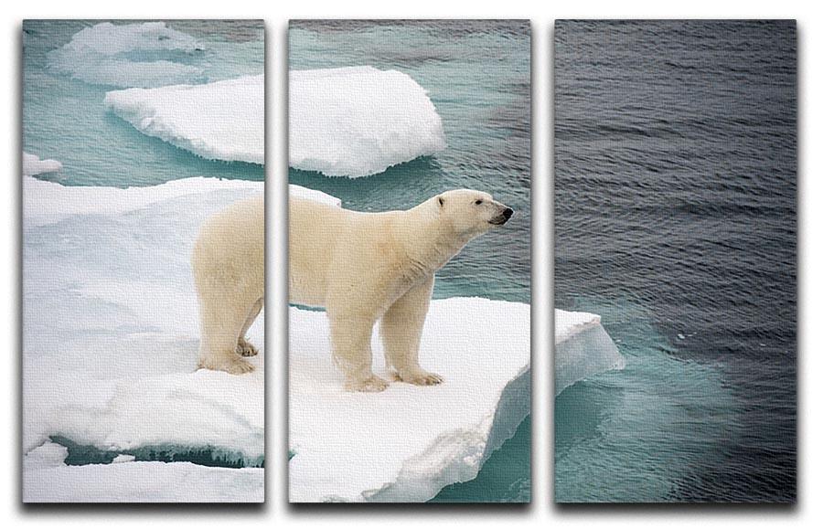 Polar bear walking on sea ice 3 Split Panel Canvas Print - Canvas Art Rocks - 1
