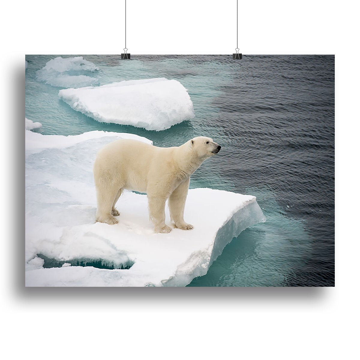 Polar bear walking on sea ice Canvas Print or Poster