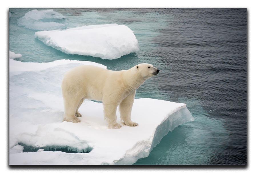Polar bear walking on sea ice Canvas Print or Poster - Canvas Art Rocks - 1