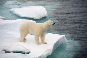 Polar bear walking on sea ice Wall Mural Wallpaper - Canvas Art Rocks - 1