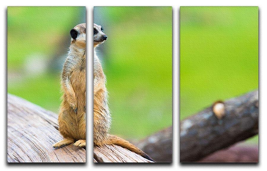 Portrait of Meerkat 3 Split Panel Canvas Print - Canvas Art Rocks - 1