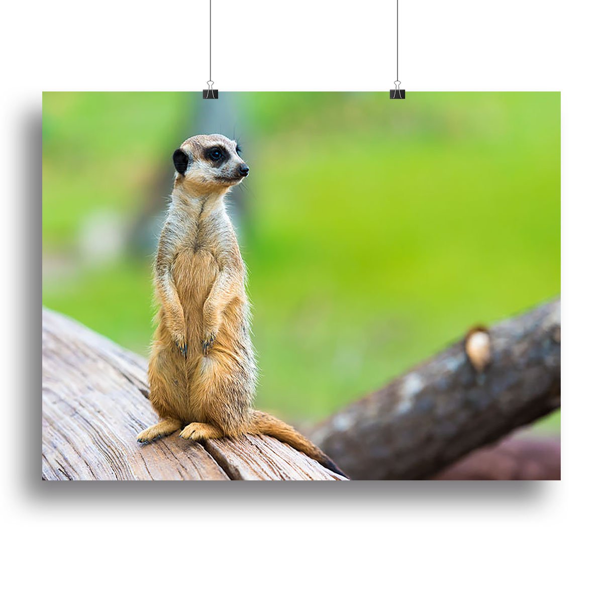 Portrait of Meerkat Canvas Print or Poster