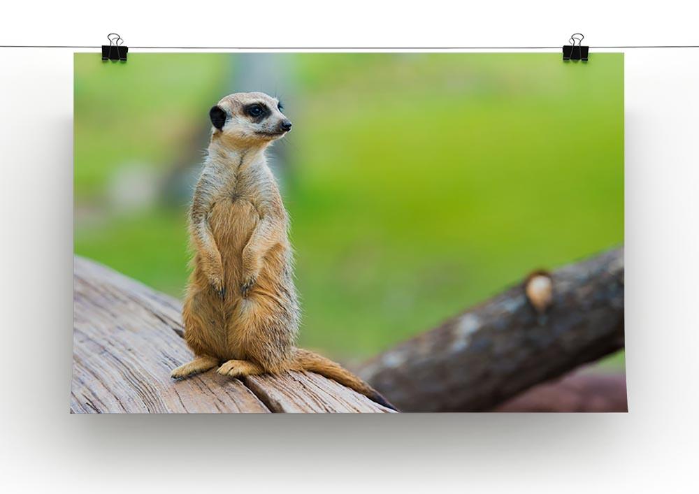 Portrait of Meerkat Canvas Print or Poster - Canvas Art Rocks - 2