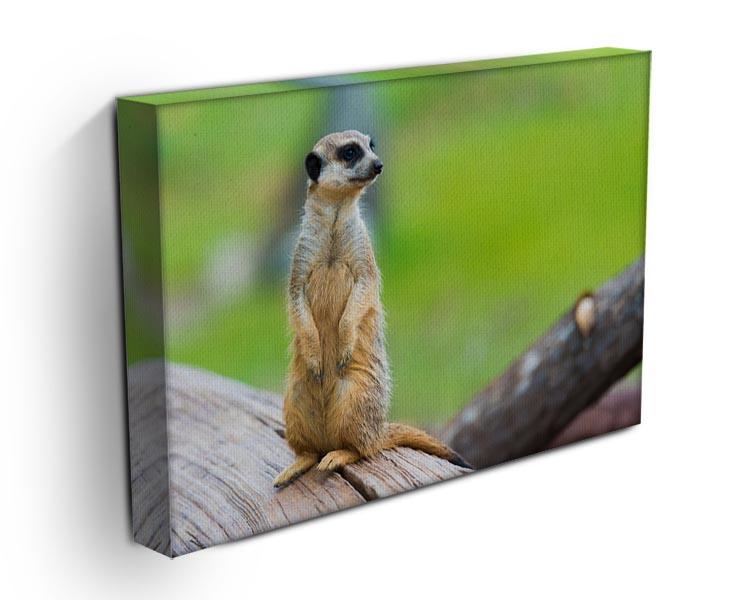 Portrait of Meerkat Canvas Print or Poster - Canvas Art Rocks - 3