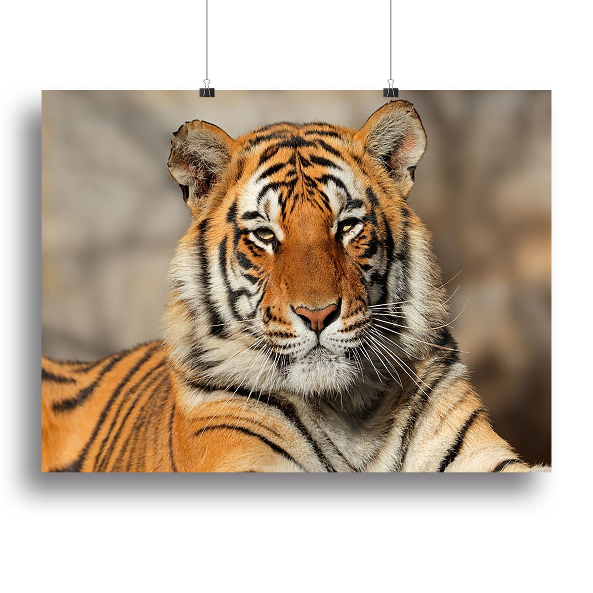 Portrait of a Bengal tiger Canvas Print or Poster