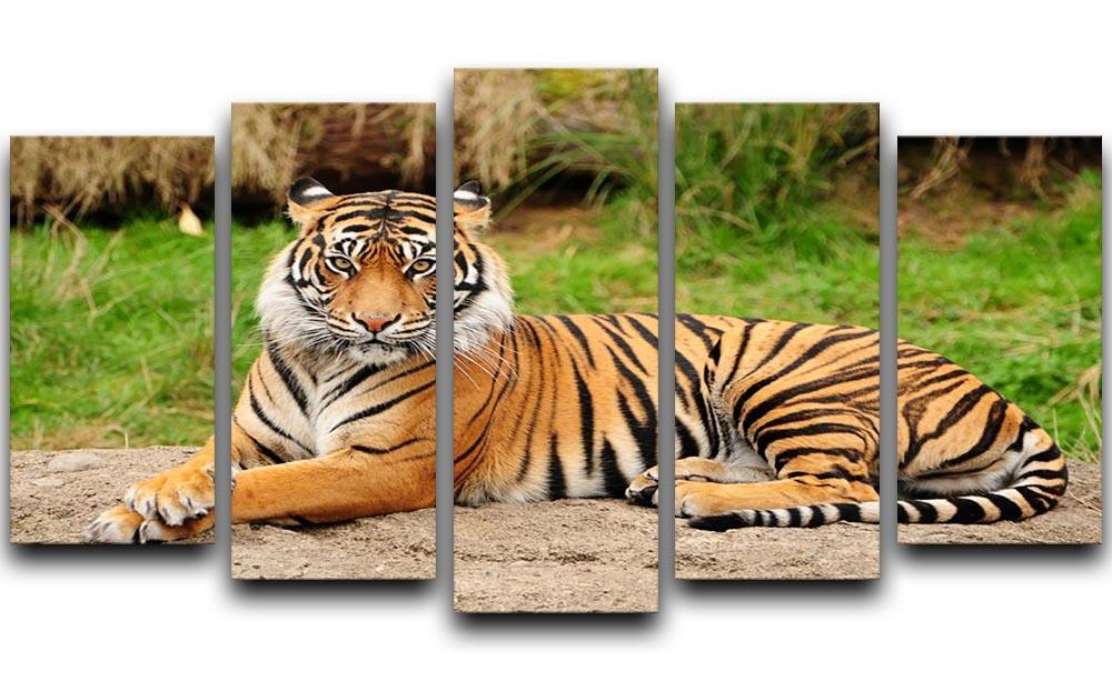 Portrait of a Royal Bengal tiger alert 5 Split Panel Canvas - Canvas Art Rocks - 1