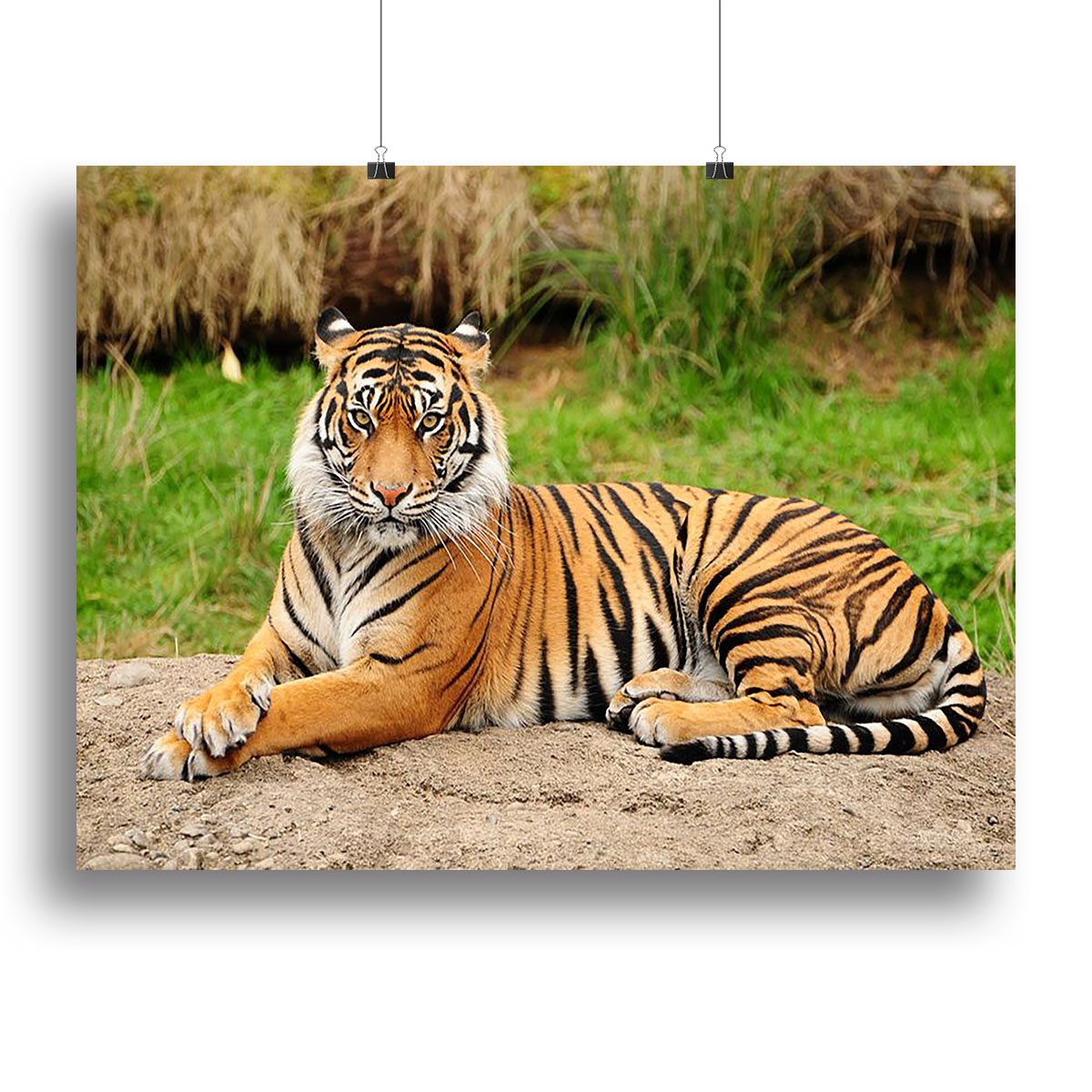 Portrait of a Royal Bengal tiger alert Canvas Print or Poster