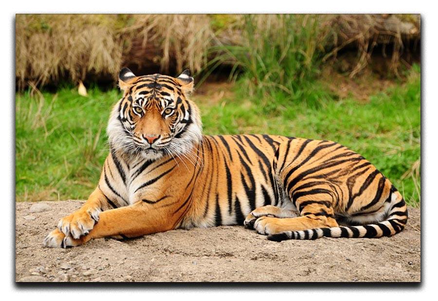 Portrait of a Royal Bengal tiger alert Canvas Print or Poster - Canvas Art Rocks - 1