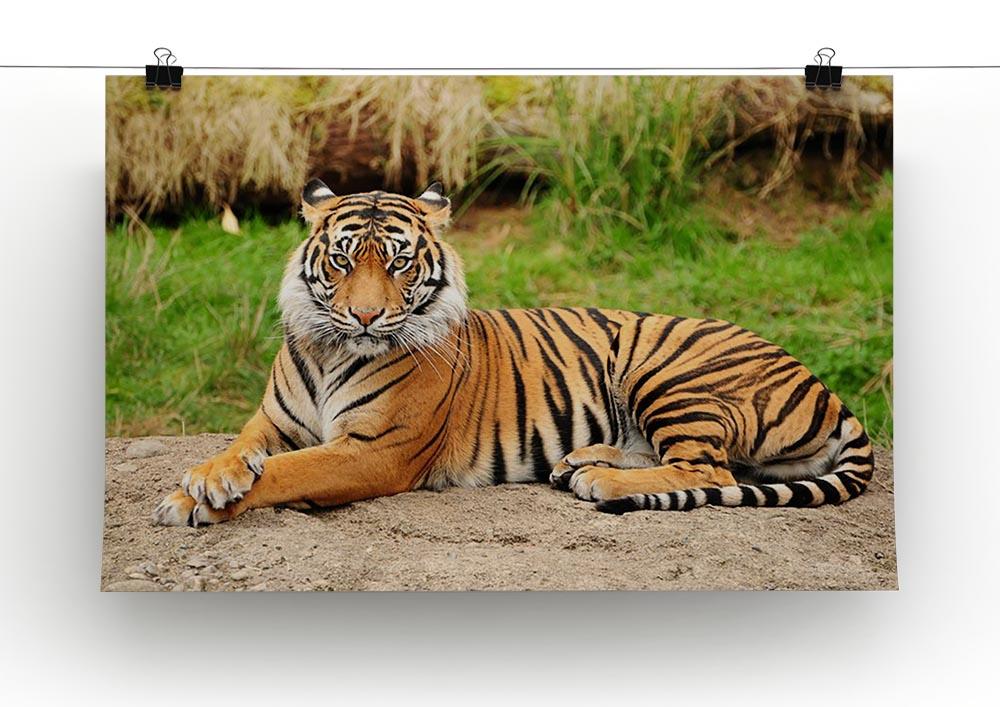 Portrait of a Royal Bengal tiger alert Canvas Print or Poster - Canvas Art Rocks - 2