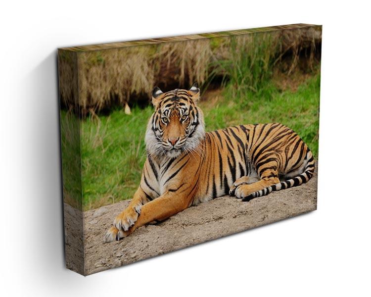 Portrait of a Royal Bengal tiger alert Canvas Print or Poster - Canvas Art Rocks - 3
