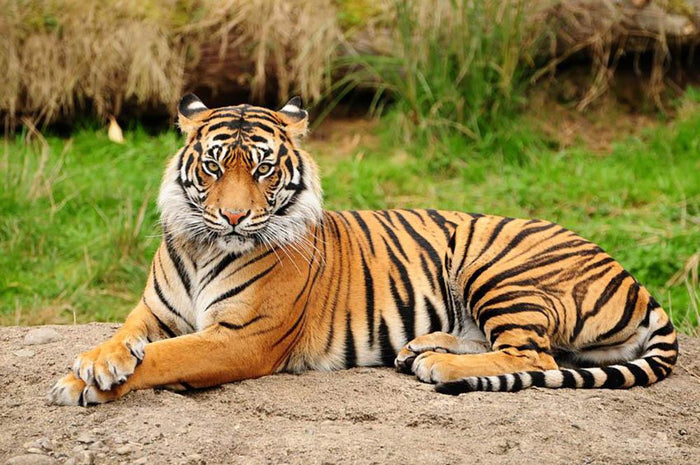Portrait of a Royal Bengal tiger alert Wall Mural Wallpaper