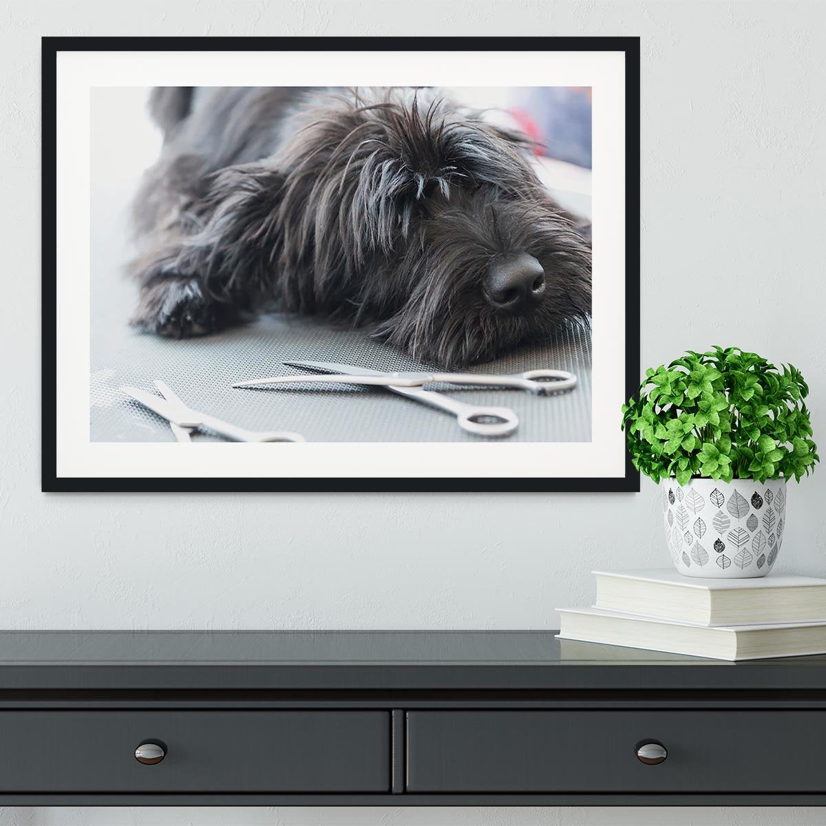 Portrait of a cute Schnauzer lying on the grooming table Framed Print - Canvas Art Rocks - 1