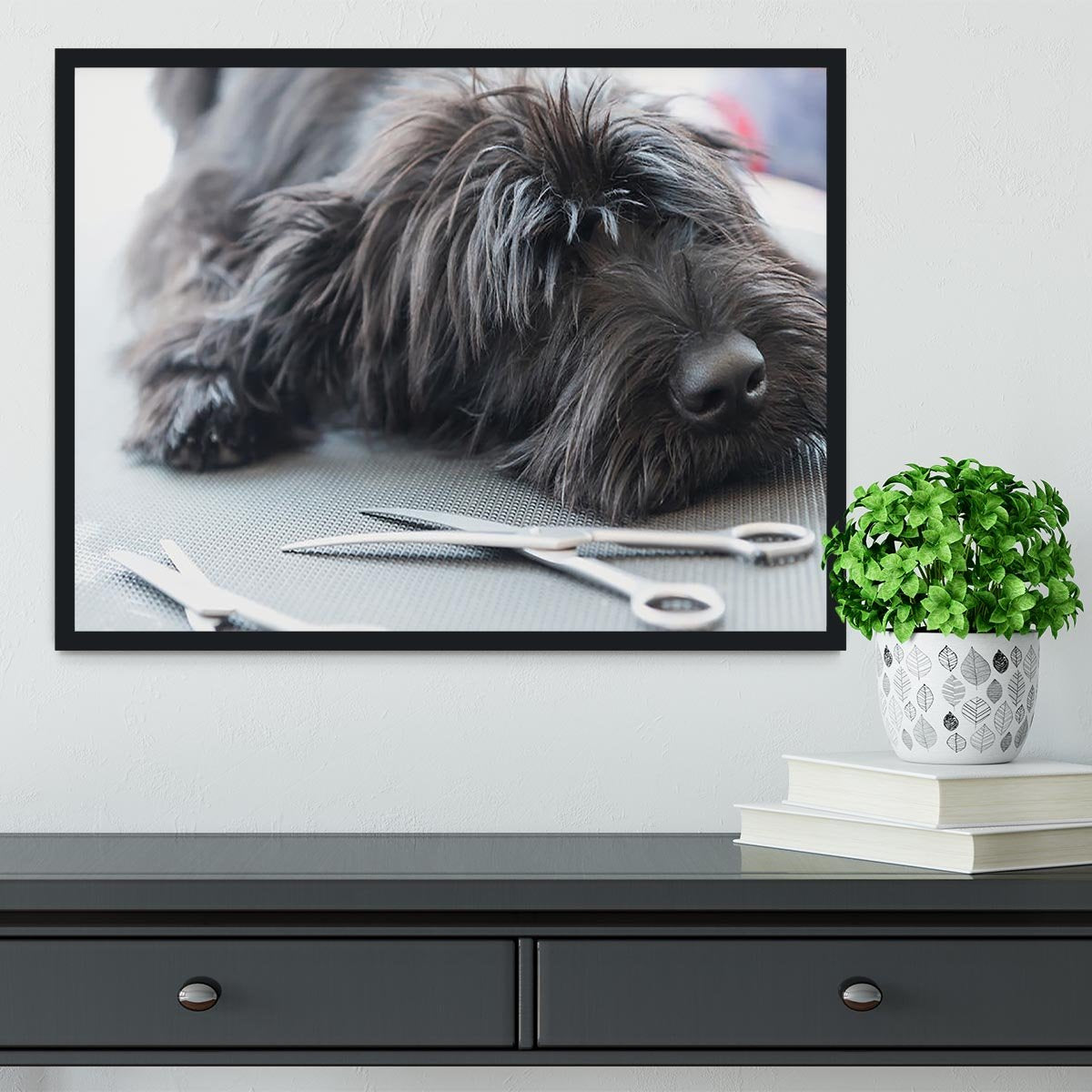Portrait of a cute Schnauzer lying on the grooming table Framed Print - Canvas Art Rocks - 2