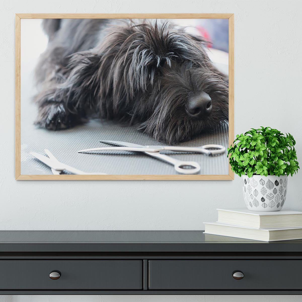Portrait of a cute Schnauzer lying on the grooming table Framed Print - Canvas Art Rocks - 4