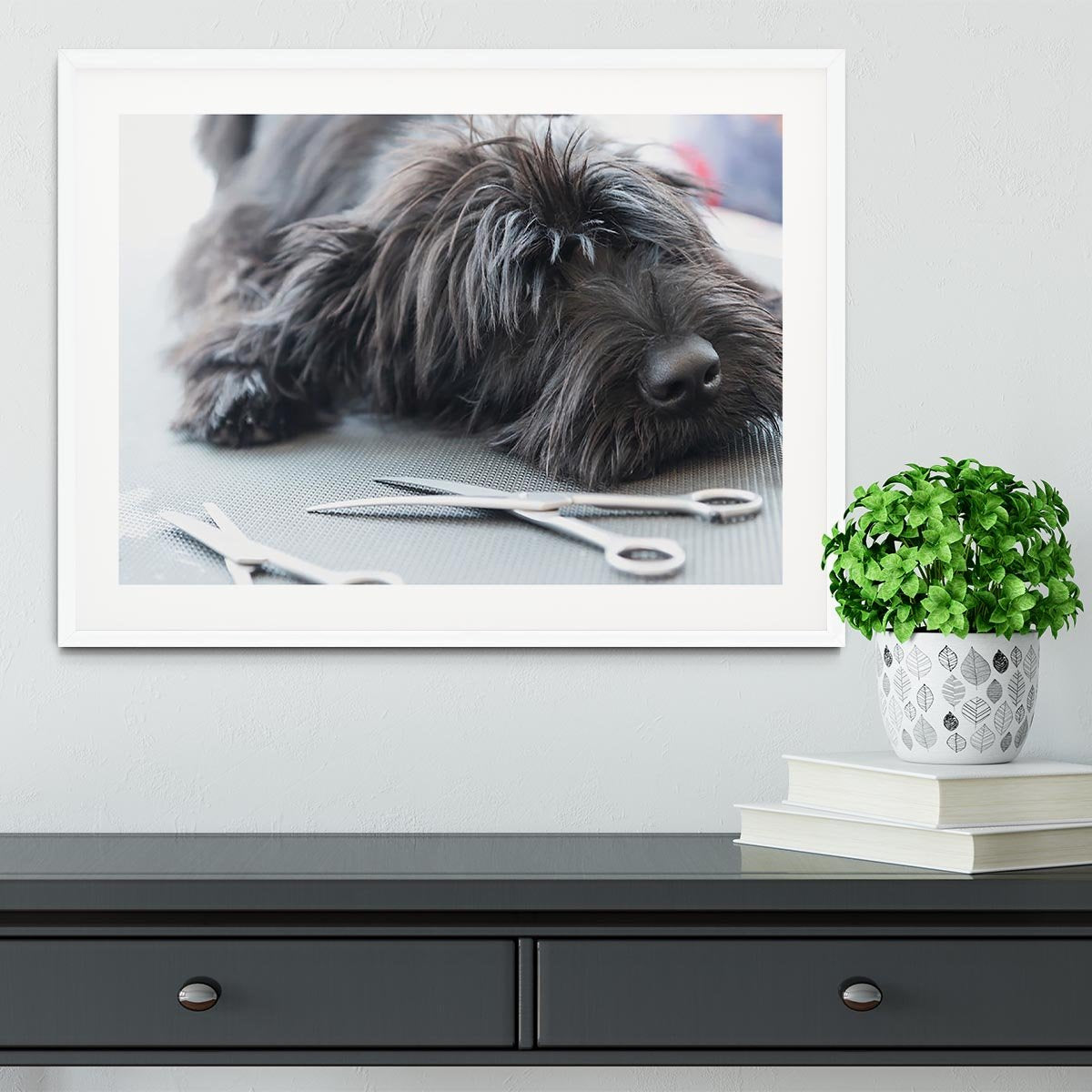 Portrait of a cute Schnauzer lying on the grooming table Framed Print - Canvas Art Rocks - 5