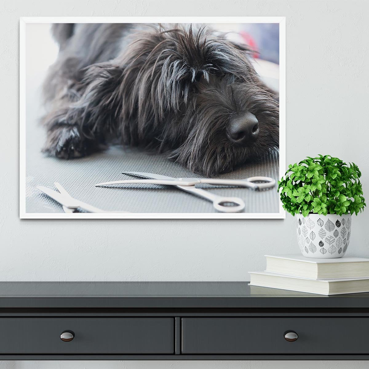 Portrait of a cute Schnauzer lying on the grooming table Framed Print - Canvas Art Rocks -6