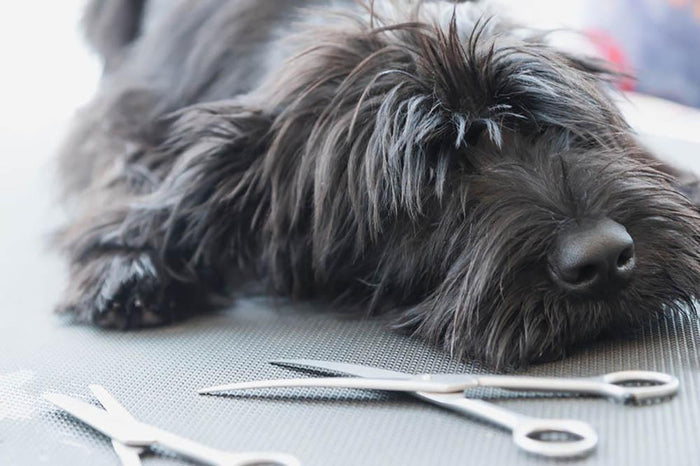 Portrait of a cute Schnauzer lying on the grooming table Wall Mural Wallpaper