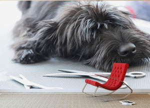 Portrait of a cute Schnauzer lying on the grooming table Wall Mural Wallpaper - Canvas Art Rocks - 2