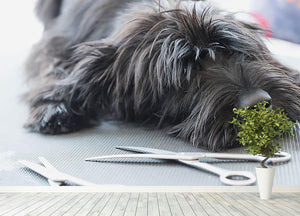 Portrait of a cute Schnauzer lying on the grooming table Wall Mural Wallpaper - Canvas Art Rocks - 4