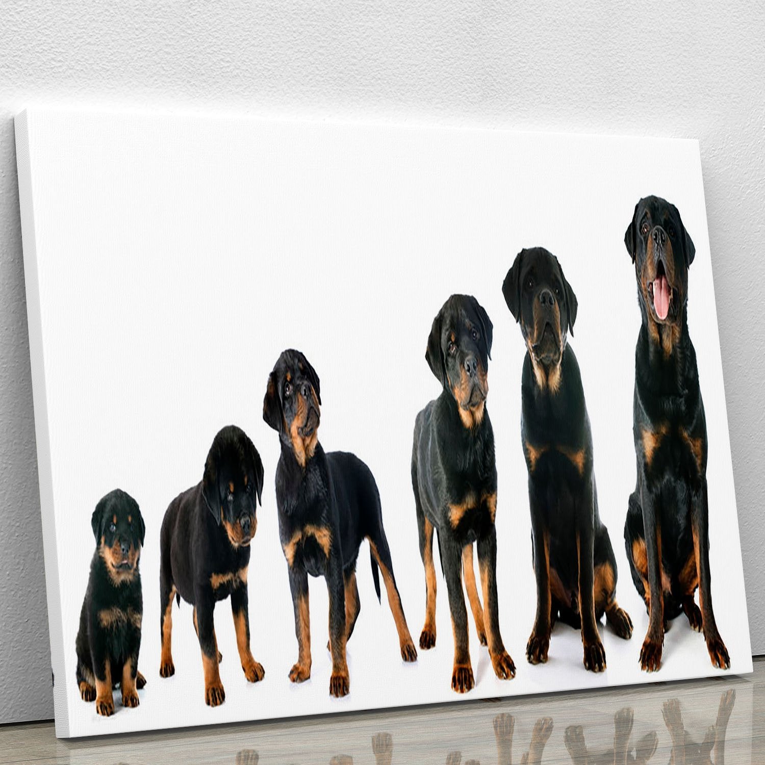 Portrait of a purebred puppy rottweiler Canvas Print or Poster