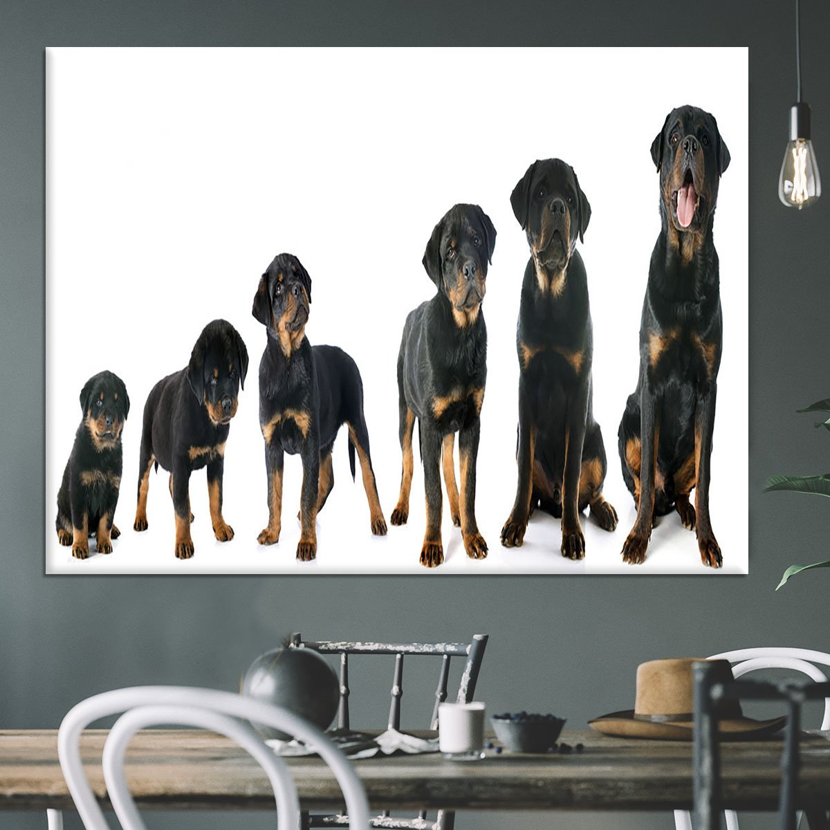 Portrait of a purebred puppy rottweiler Canvas Print or Poster