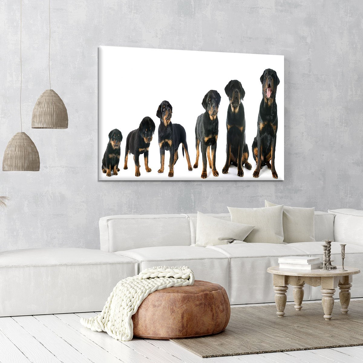 Portrait of a purebred puppy rottweiler Canvas Print or Poster